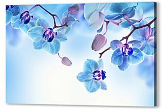 Постер (плакат) - Голубые орхидеи