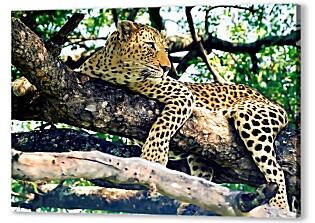 Постер (плакат) - Леопард на дереве