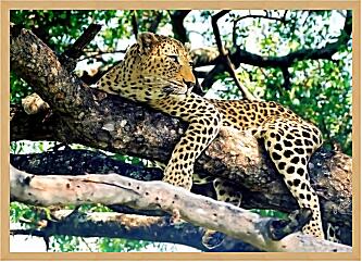 Картина - Леопард на дереве