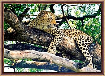 Картина - Леопард на дереве