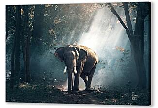 Постер (плакат) - Слон