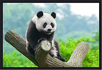 Картина - Панда на дереве