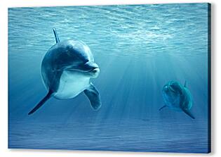 Постер (плакат) - Дельфины
