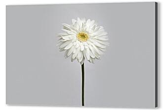 Постер (плакат) - Белый цветок