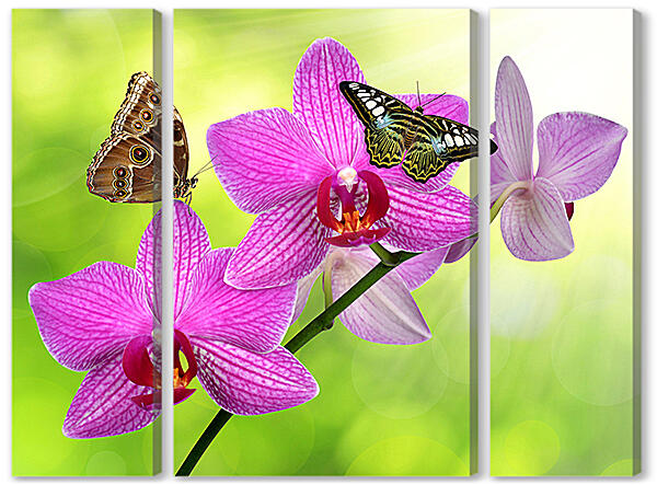 Модульная картина - Две бабочки на орхидее
