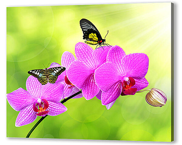 Постер (плакат) - Цветы орхидеи и бабочка
