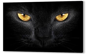 Постер (плакат) - Взгляд черного кота