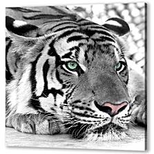 Постер (плакат) - Зеленоглазый тигр