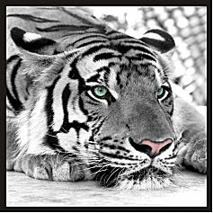 Картина - Зеленоглазый тигр