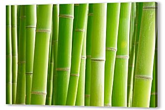 Постер (плакат) - Зеленый бамбук