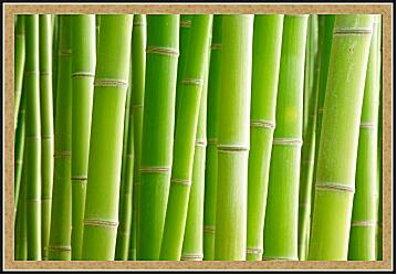 Картина - Зеленый бамбук