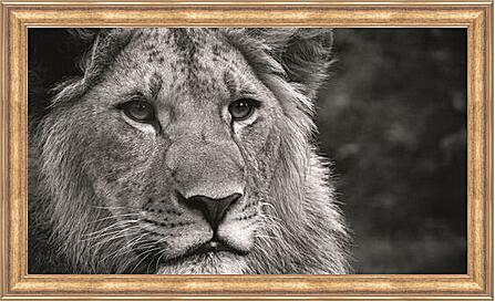 Картина - leon - лев
