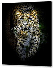 Постер (плакат) - леопард