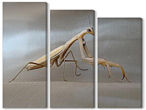 Модульная картина - Mantis religiosa - Богомол