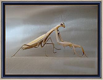 Картина - Mantis religiosa - Богомол