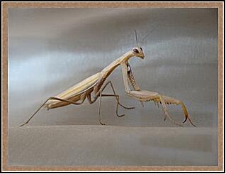 Картина - Mantis religiosa - Богомол