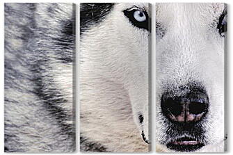 Модульная картина - Wolf - Волк