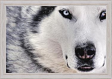 Картина - Wolf - Волк