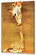 Постер (плакат) - жирафы - жирафы