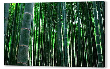 Постер (плакат) - бамбук
