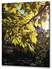 Постер (плакат) - Autmn park - Осенний парк