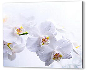 orhidei - орхидеи