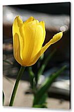 Постер (плакат) - tulip - Тюльпан