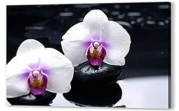 Постер (плакат) - orhidei - орхидея
