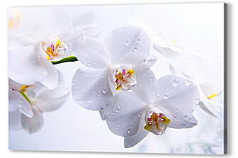 Постер (плакат) - Orchid - Орхидея