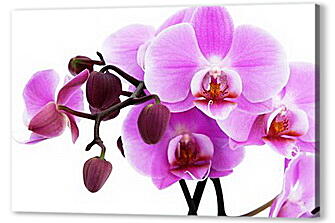 Постер (плакат) - орхидея