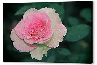Roza - Роза