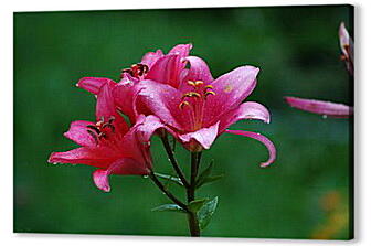 Постер (плакат) - Розовые лилии