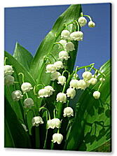 Постер (плакат) - lilies of the valley - Ладыши