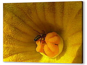 Постер (плакат) - bee - Пчела