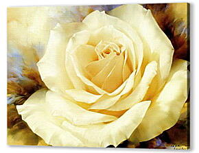 One Champagne Rose