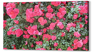 Постер (плакат) - Розы на природе