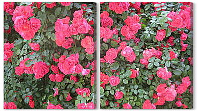 Модульная картина - Розы на природе