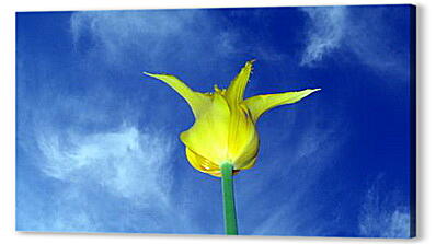 Постер (плакат) - Желтый тюльпан
