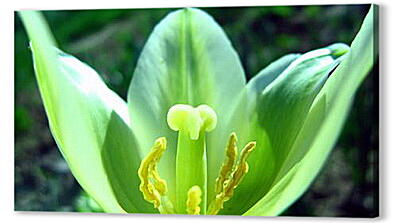 Зеленый тюльпан