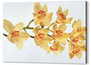 Постер (плакат) - Желтые орхидеи