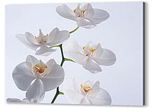 Постер (плакат) - Белые орхидеи