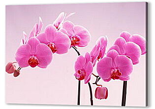 Постер (плакат) - Розовые орхидеи