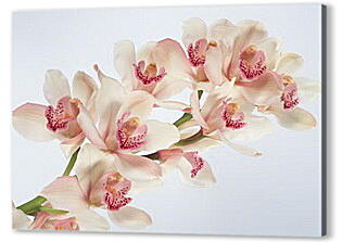 Бело-розовые орхидеи
