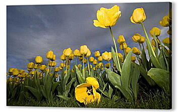 Постер (плакат) - Желтые тюльпаны