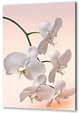 Постер (плакат) - Белая орхидея