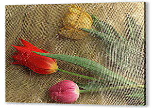Постер (плакат) - Тюльпаны под сеткой