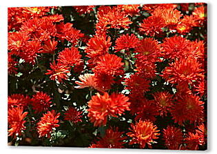 Красные хризантемы