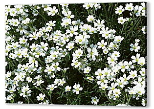 Белые цветы алтея