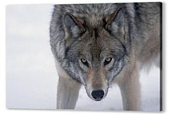Постер (плакат) - Волк