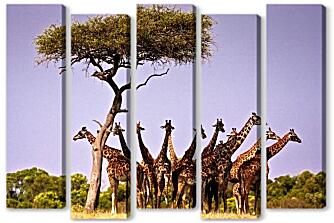 Модульная картина - Жирафы